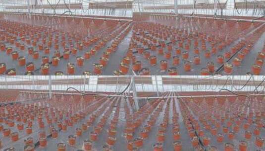 大型花卉种植温室自动喷淋喷灌系统高清在线视频素材下载