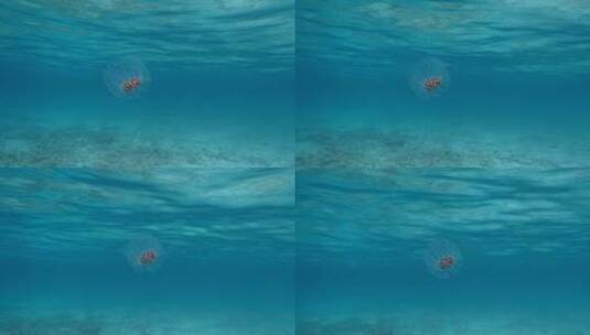 水母在海底世界里游动【4K】高清在线视频素材下载