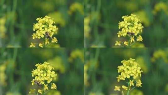 春天盛开的黄色油菜花与采蜜蜜蜂满画幅特写高清在线视频素材下载