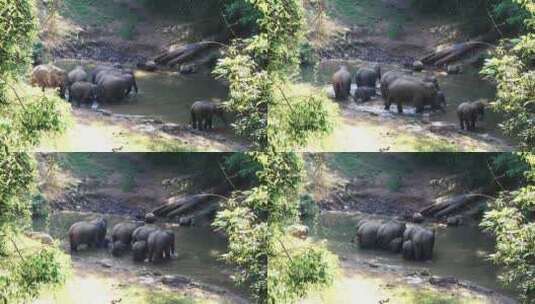 西双版纳-热带雨林-野象群高清在线视频素材下载