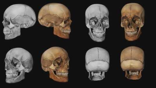 3d 2骷髅阿尔法环高清在线视频素材下载