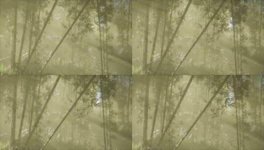 清晨阳光照耀下的竹林光影高清在线视频素材下载