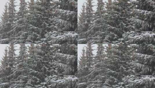 白雪覆盖的冷杉和雪6高清在线视频素材下载