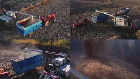 秋收 收小麦 丰收的喜悦 农场农田收麦子高清在线视频素材下载