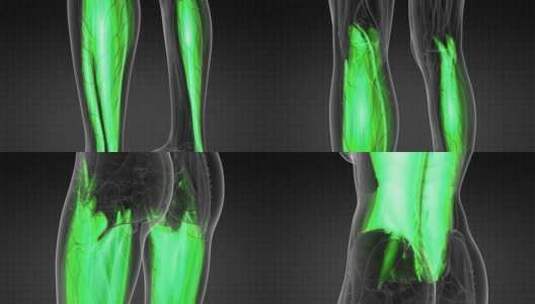 人体肌肉解剖学高清在线视频素材下载