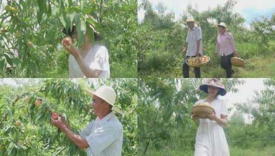 阳山水蜜桃 水蜜桃产地 水蜜桃采摘高清在线视频素材下载