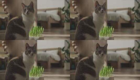 家猫坐在室内靠近一盆草的地方高清在线视频素材下载