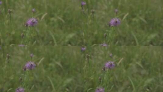 蜜蜂，栖息地，蜂巢，蜂巢高清在线视频素材下载