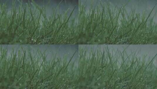 绿草上的雨滴特写高清在线视频素材下载