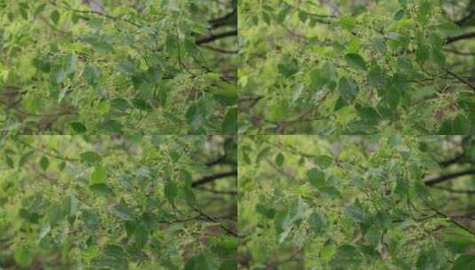 升格慢镜头夏季风雨中飘摇的香樟树绿色树叶高清在线视频素材下载