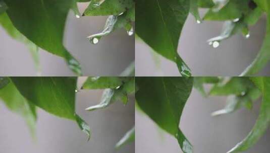 下雨天翠绿树叶特写高清在线视频素材下载