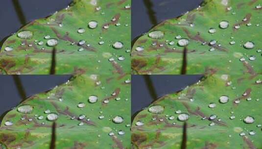 雨后荷叶上的露水珠高清在线视频素材下载