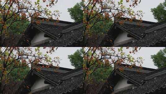 下雨天古风建筑前的柿子树高清在线视频素材下载