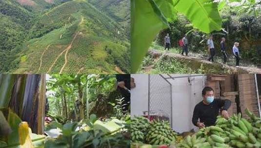 山区绿色香蕉种植基地采摘香蕉搬运分拣高清在线视频素材下载