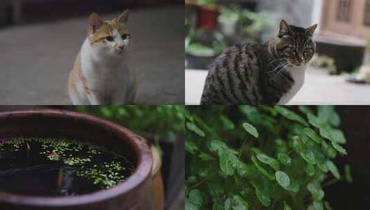 春雨意境 微美空境 小动物空境高清在线视频素材下载