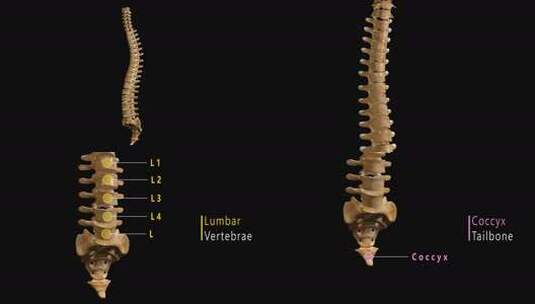 标记的脊柱解剖学高清在线视频素材下载