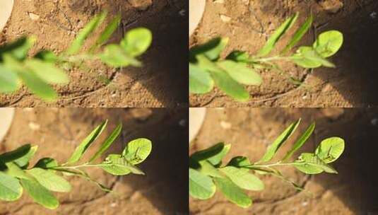 柠檬 柠檬种植 芸香科 柑橘属高清在线视频素材下载