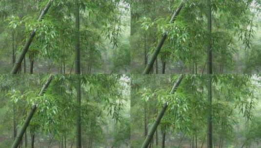 下雨天竹林景观特写，竹节挺拔竹叶繁茂高清在线视频素材下载