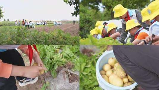 小学生戴黄帽户外观察植物的场景高清在线视频素材下载