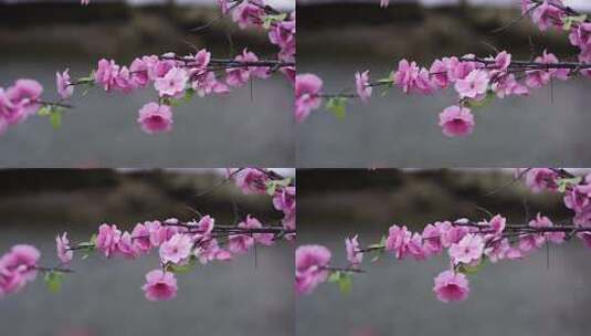 沕沕水生态风景区 梅花 粉色 植物 景色高清在线视频素材下载