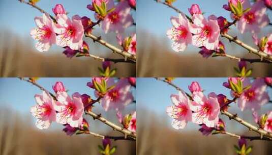 绽放的粉色桃花特写高清在线视频素材下载