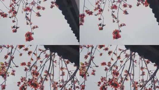 唯美意境古建筑旁盛开的木棉花岭南特色木棉高清在线视频素材下载