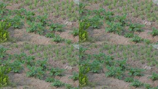 农村菜地里种植的土豆与两只麻雀生活高清在线视频素材下载