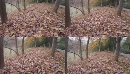 冬天公园遍地金黄落叶实拍视频高清在线视频素材下载