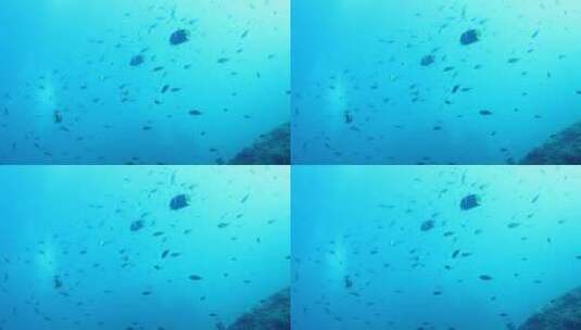 大海里的鱼群景观高清在线视频素材下载