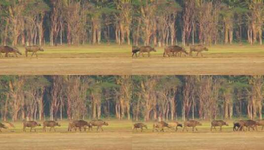 水牛走过非洲平原高清在线视频素材下载