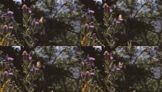 蝴蝶停在花上高清在线视频素材下载