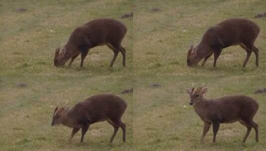 草原上吃草的鹿高清在线视频素材下载