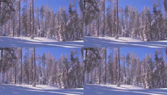 冬季森林雪景高清在线视频素材下载