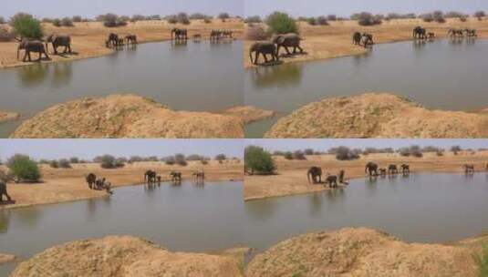 一群非洲象来到水坑喝水高清在线视频素材下载
