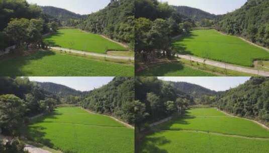 航拍美丽乡村田园农业种植高清在线视频素材下载