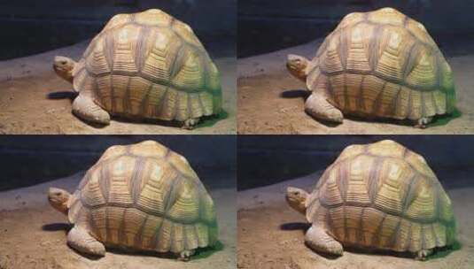 象龟乌龟爬行动物辐射龟宠物龟高清在线视频素材下载