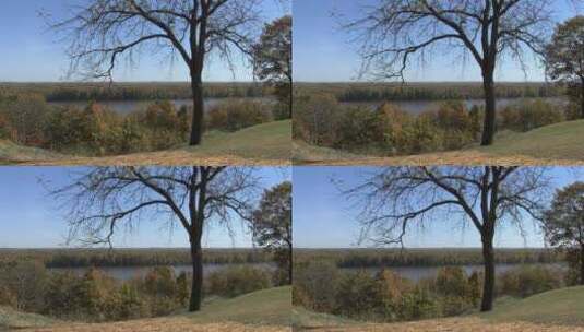 河边的核桃树高清在线视频素材下载