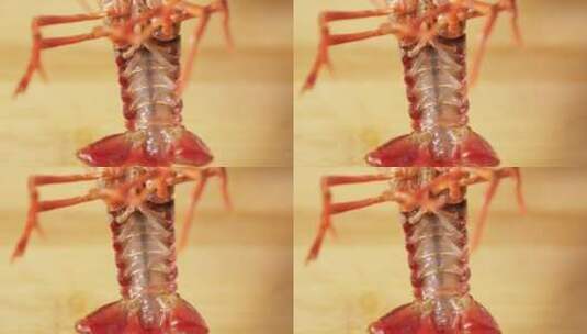 红壳白肚净水小龙虾高清在线视频素材下载