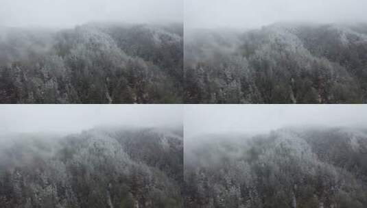 航拍湖北神农架冬季冬天冰雪雪松雪景高清在线视频素材下载