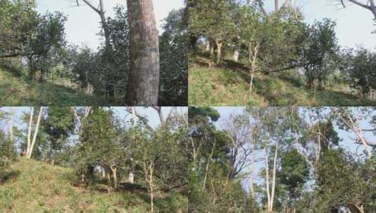 树林里的各种古树茶叶高清在线视频素材下载
