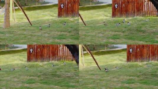 公园草地阳光洒在地上小鸟蹦跳高清在线视频素材下载