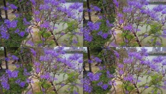 树上开满淡紫色的花 1高清在线视频素材下载