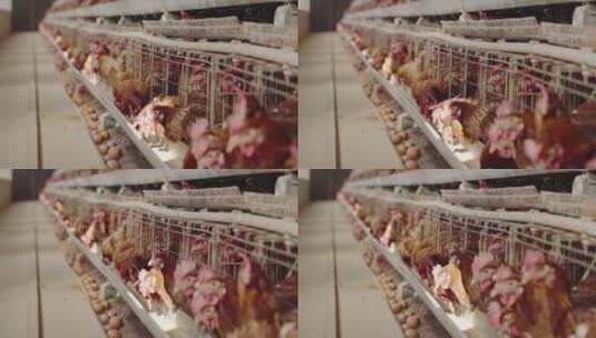 养鸡场鸡子高清在线视频素材下载
