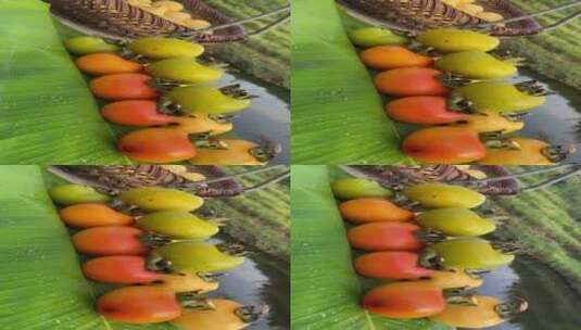 柿子4K实拍视频高清在线视频素材下载