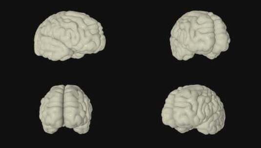 医学 大脑 脑科学 三维 脑ct1 模型高清在线视频素材下载