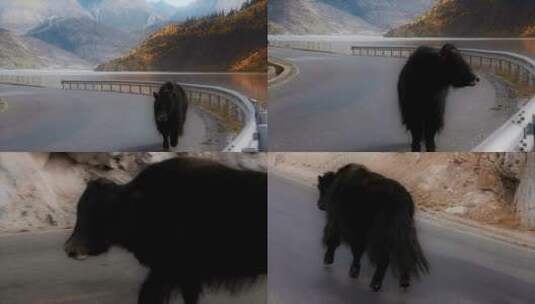 牦牛视频青藏高原湖畔公路上行走的黑色牦牛高清在线视频素材下载