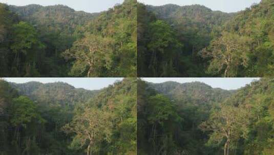 西双版纳雨林航拍高清在线视频素材下载