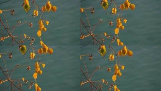 秋天的黄叶高清在线视频素材下载