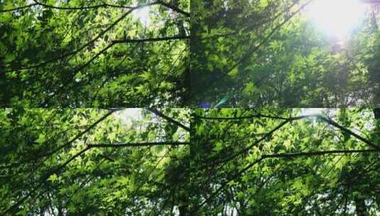 绿色植物树叶树荫光影阳光绿光高清在线视频素材下载
