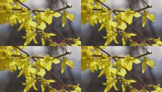 【镜头合集】北京植物园迎春花微距特写高清在线视频素材下载
